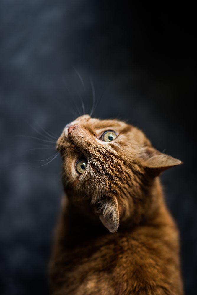 Brown tabby cat in close up looking up