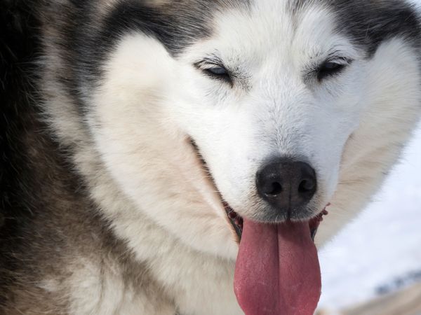 View of husky with tongue out