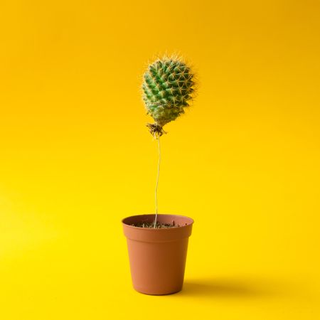 Cactus balloon in a plant pot