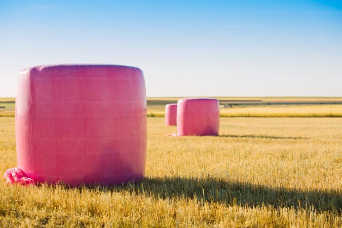 Bales wrapped with pink plastic
