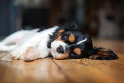 Cavalier spaniel resting on wooden floor