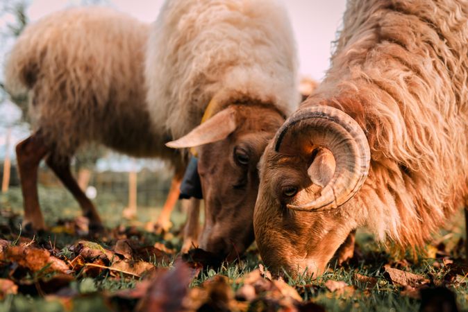 Sheep eating green grass on field