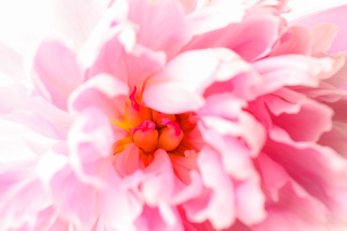 Beautiful pink peony flower as background, closeup