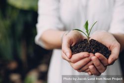 Close up of woman holding seedling with soil in cupped hands 4AmoQ4