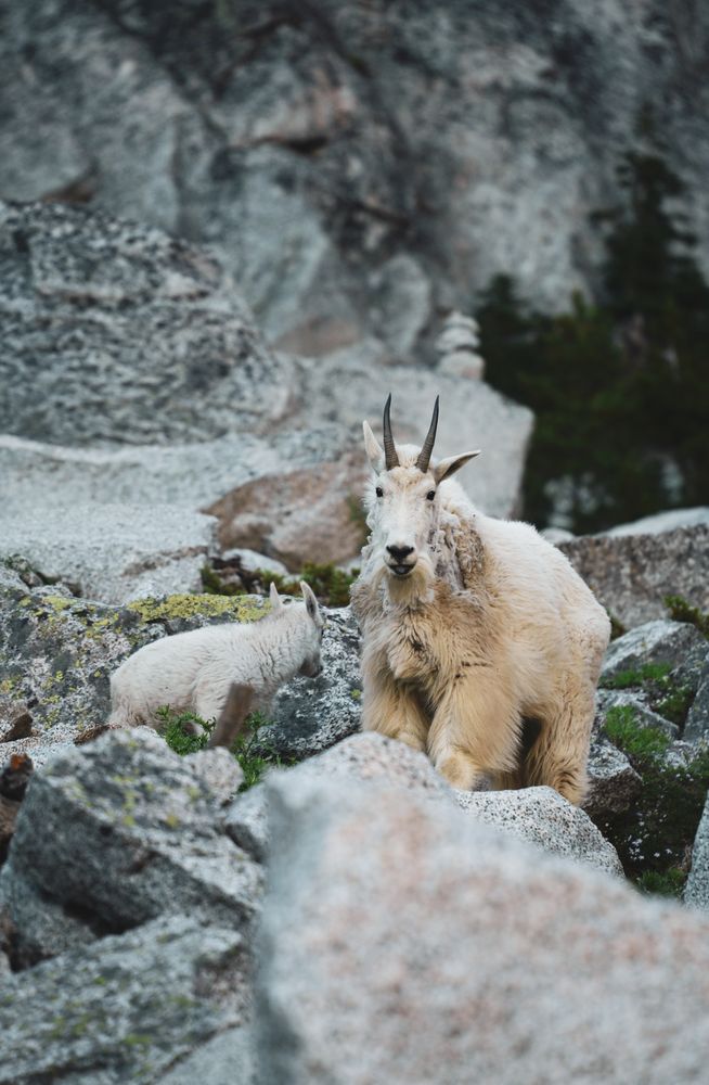 mountain goats