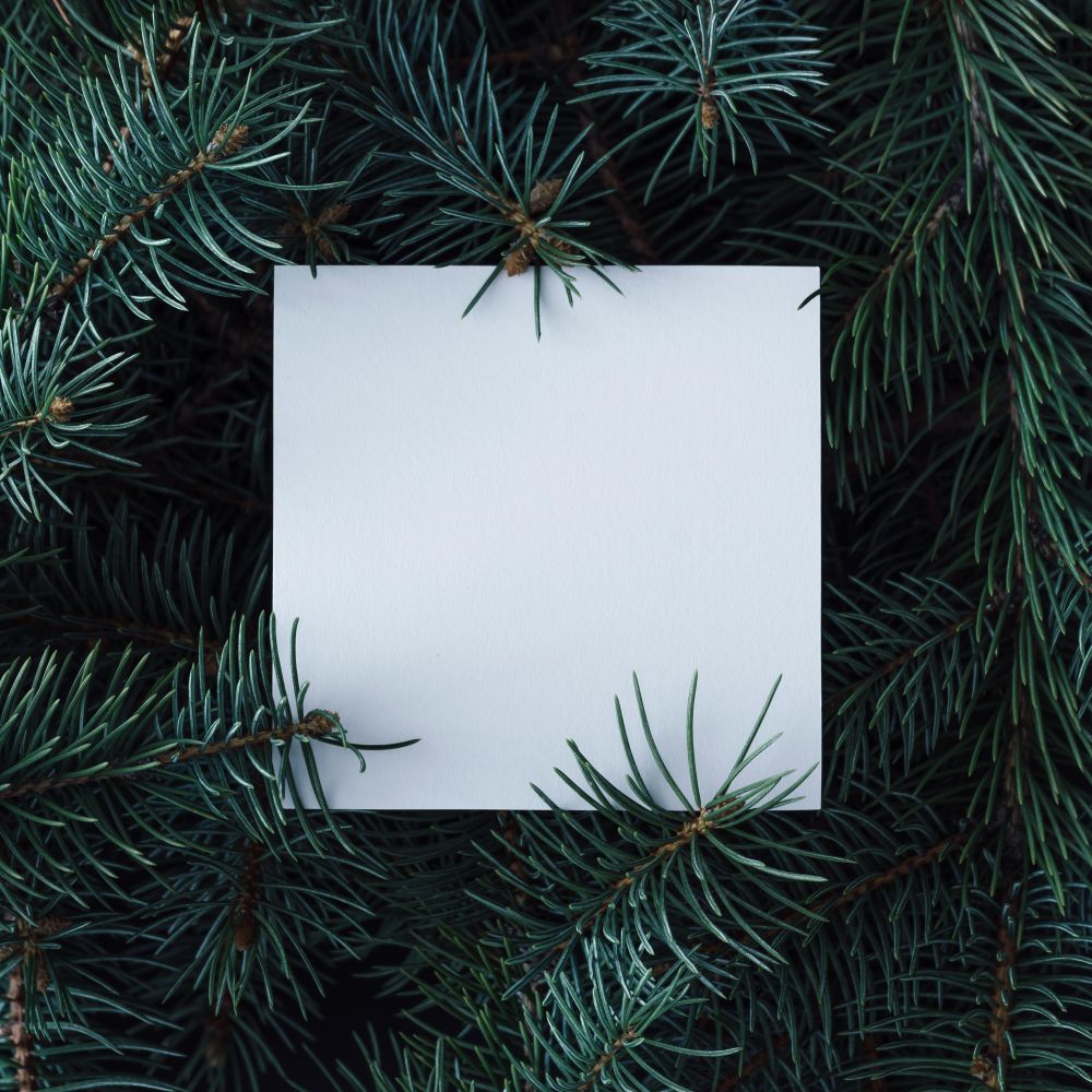 Christmas pine tree branches with paper card