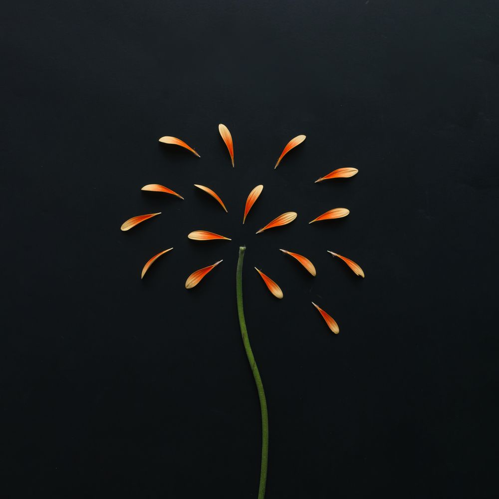 Orange petals and stem on dark background
