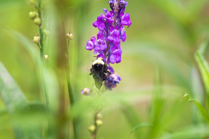 Bumblebee crawling up a purple flower