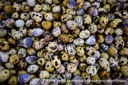 Top view of quail eggs for sale in market 4NEaGD