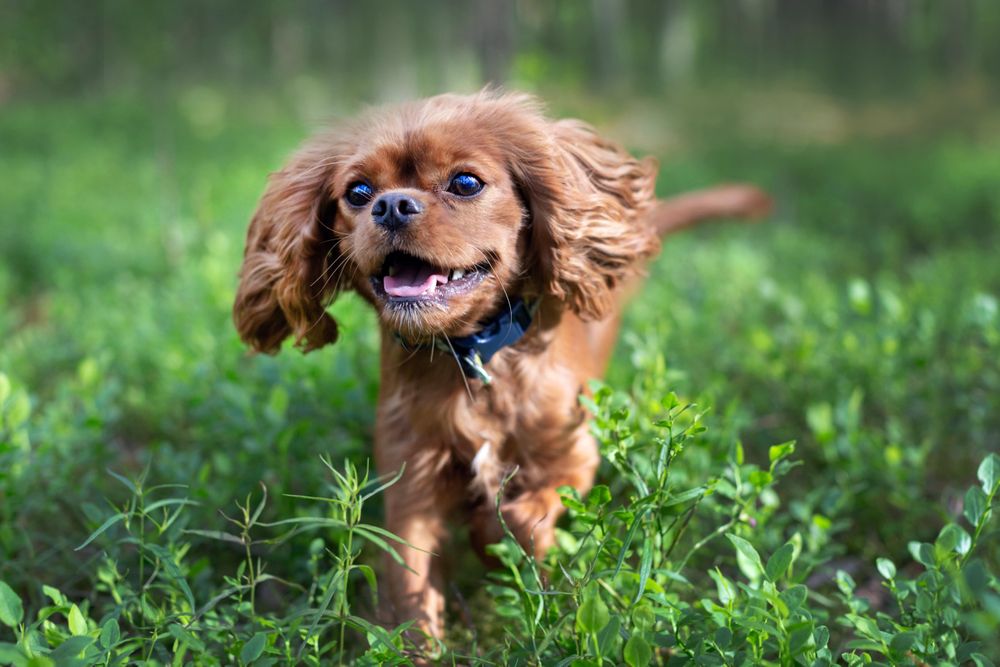 Portrait of cavalier spaniel running in green foliage