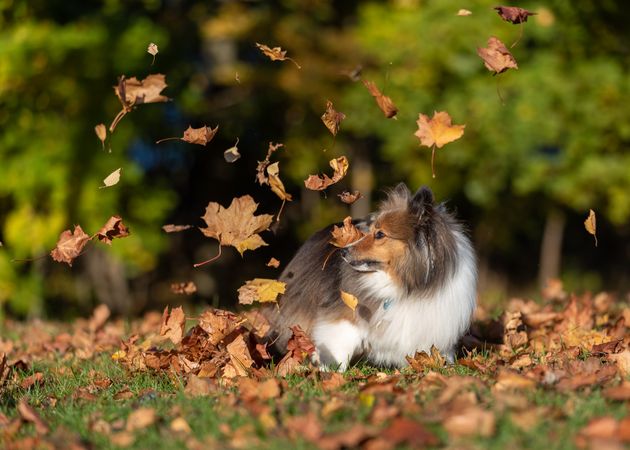 Long haired dog on brown leaves