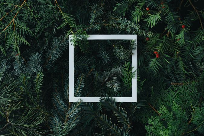 Square outline on pine background