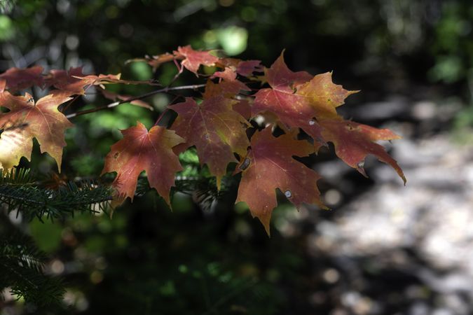 Maple leaves on the Superior Hiking Trail in Lutsen, Minnesota