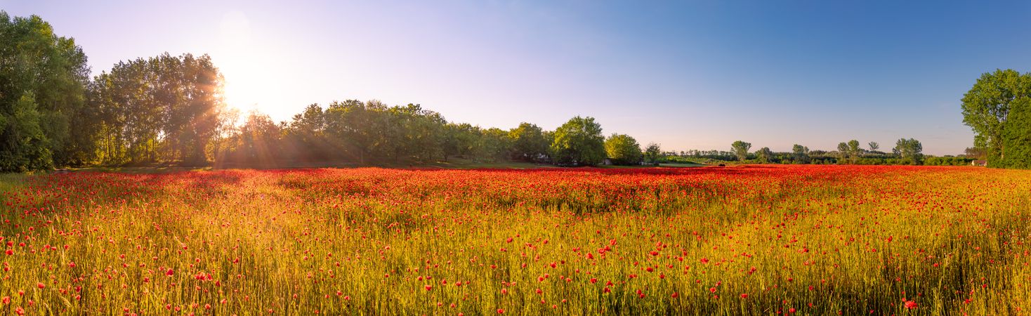 Panoramic shot of poppy field on a beautiful day