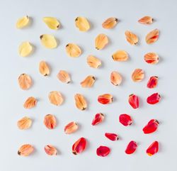 Colorful bright pattern made of tulip flower petals