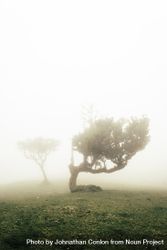 A bending madeira tree surrounded by fog 4mVoQb
