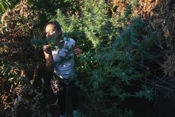 Woman smelling plants in marijuana grow op