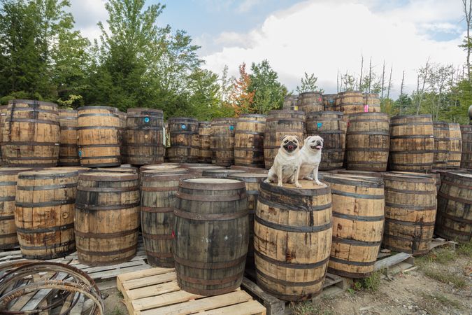 Two dogs on top of refurbished barrels, Buxton, Maine