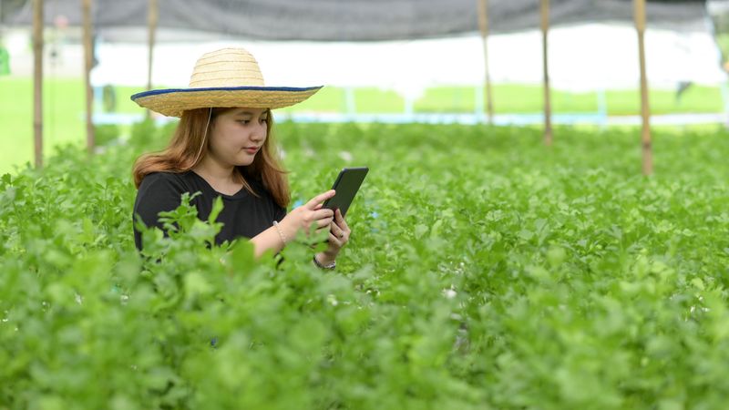 Woman farmer with tablet for modern vegetable growing in greenhouse, smart farm.