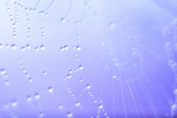 Closeup web with small drops
