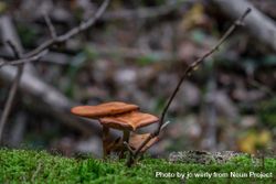 Group of brown mushrooms growing on mossy floor of forest 0KZGVb