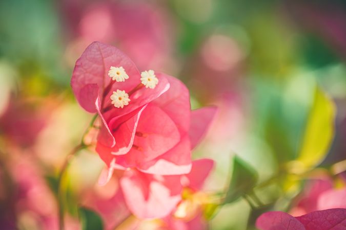 Pink bougainvillea flower with pistils