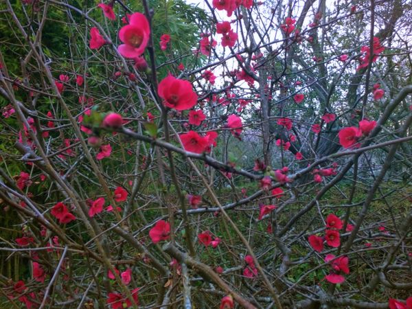 Pink-lady Japanese quince