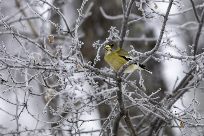 A yellow bird perched on a tree with frost in the wintertime