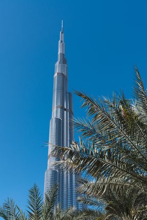 Palms near tower building on street