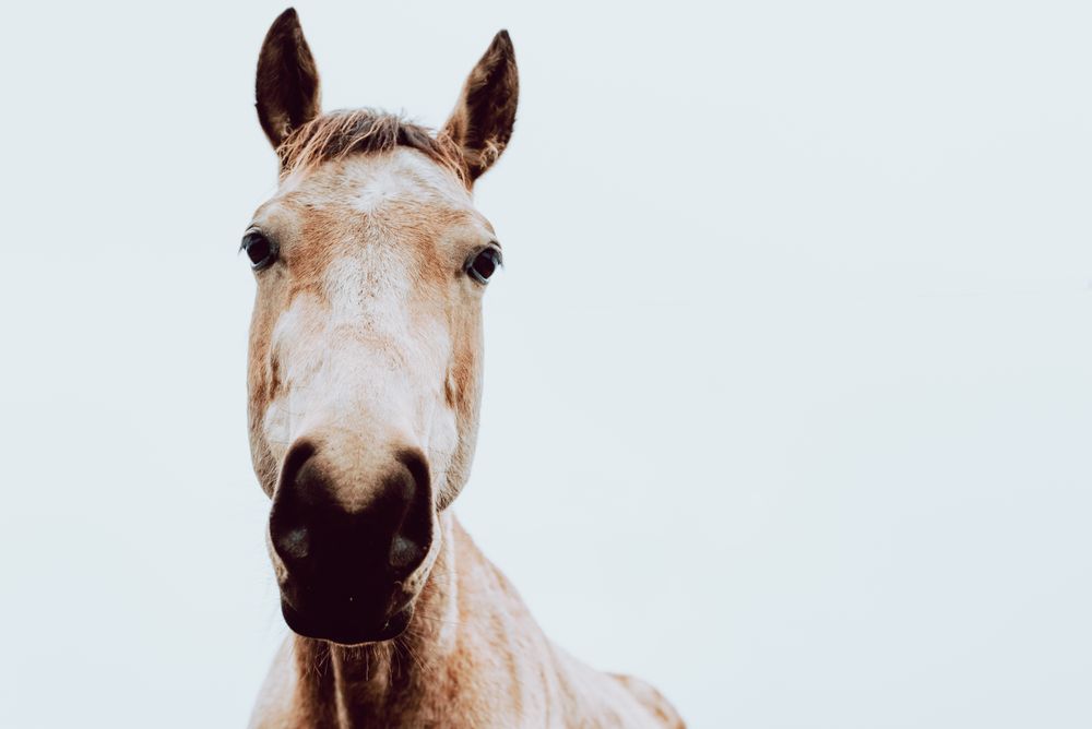 beautiful horse in a white cloudy background looking at camera