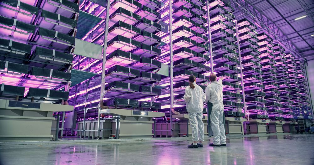 Work at an Advanced Vertical Farm WIth LED UV Lights. Two Facility Workers Discussing Business, Using Tablet Computer while Monitoring Farming Produce Optimization for Increased Agricultural Yields