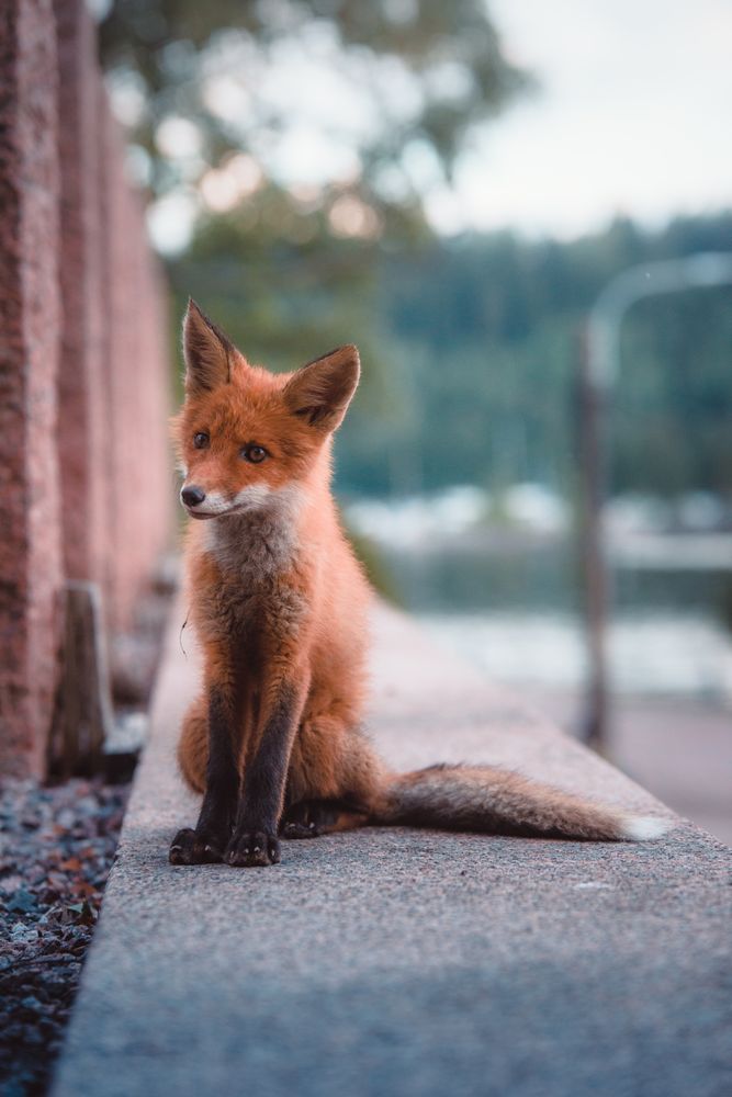 Red fox sitting on concrete bench