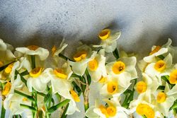 Spring frame with mini yellow daffodils on grey counter
