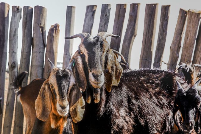 Domestic animals feeding on pasture