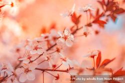 Cherry blossom flower in autumn 42X370