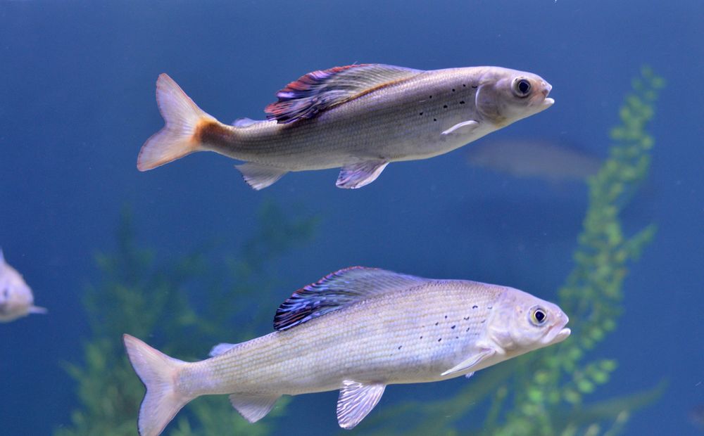 Underwater shot of two fish