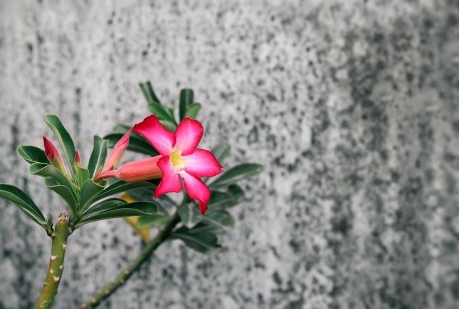 Bright pink flower