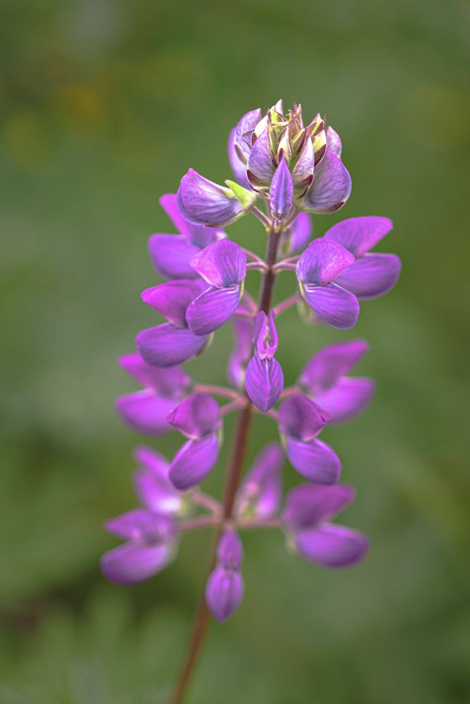 Close up of delicate petals on purple flower, vertical