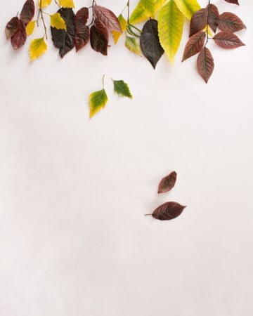 Flat lay of falling autumn leaves