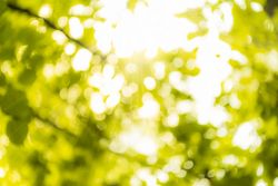 Summer nature and sun rays background