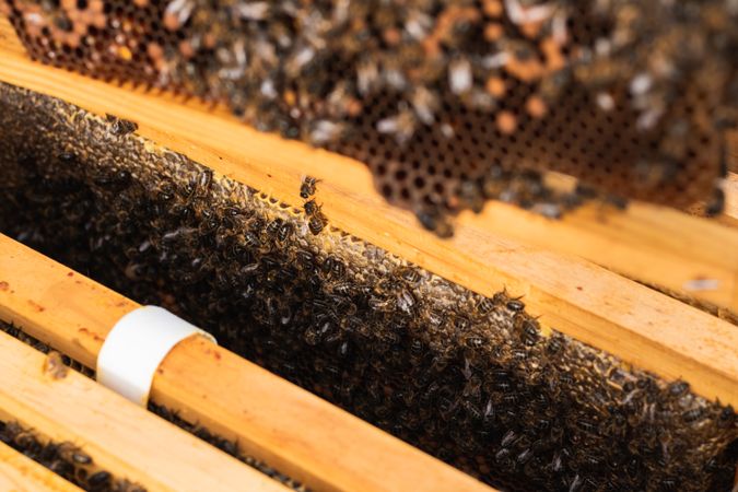 Bees in hive in apiary