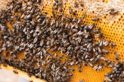 Bees on honeycomb in apiary