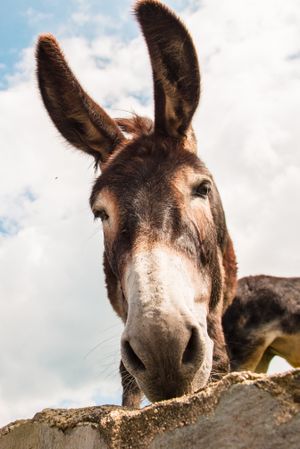 View to donkey standing at cloudy background
