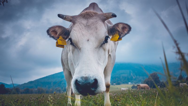Cow outside