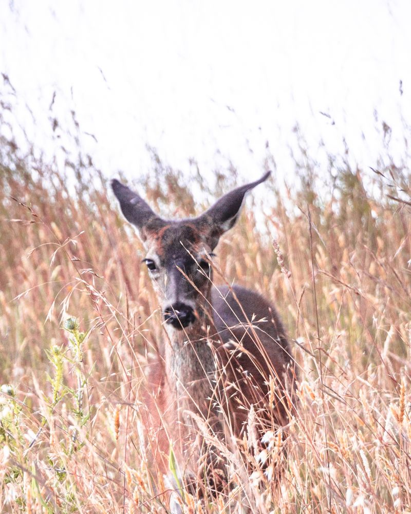 Beautiful deer in long grass field
