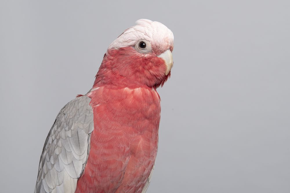 Portrait of a pretty pink galah cockatoo on a grey background
