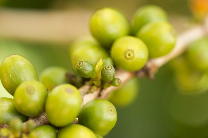 Coffee Beans on the Branch