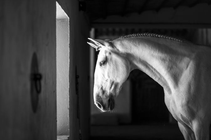 Grayscale photo of light horse indoor