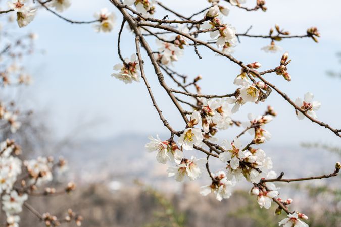 Blooming almond tree in the spring