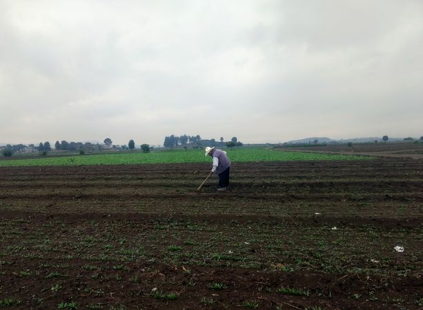 Side view of older man standing on agricultural land